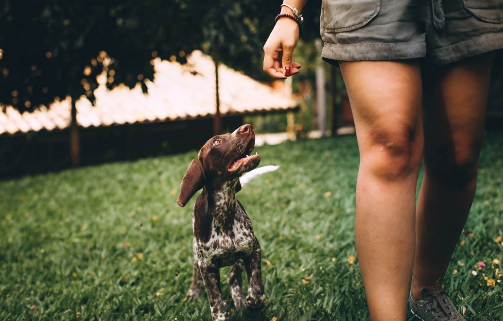 Een hond die naast zijn baasje loopt