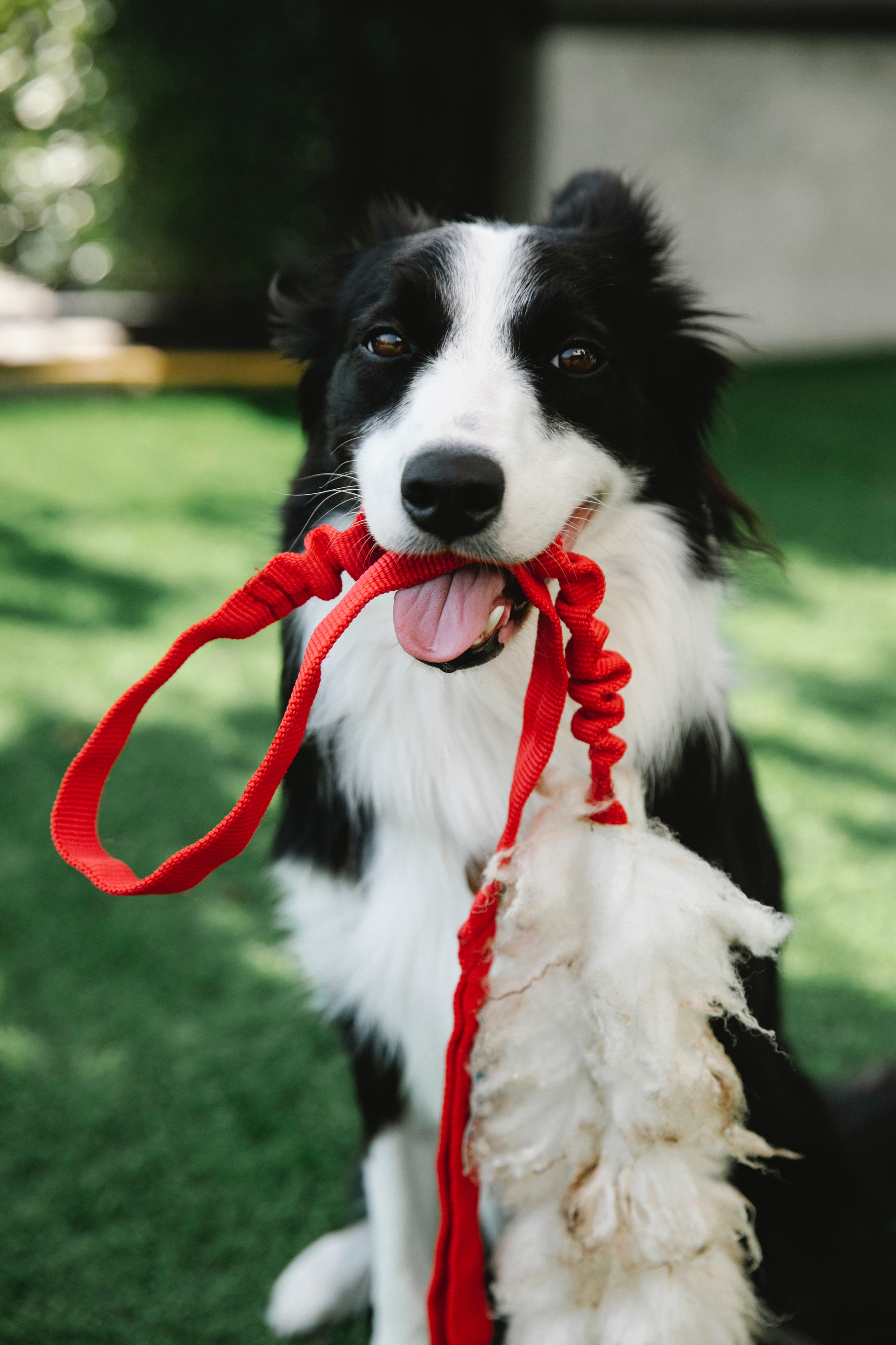 hond met leiband in mond