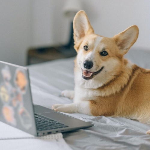 Hond die voor een laptop ligt