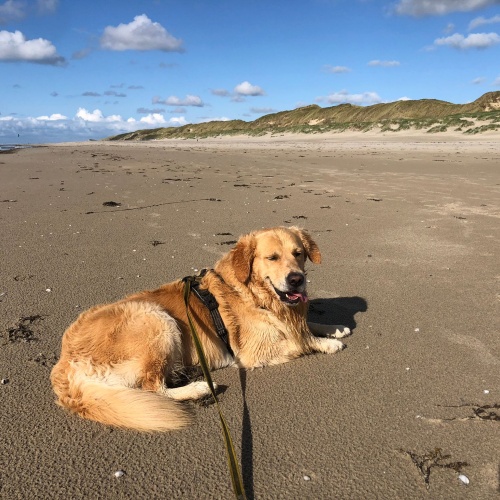 Hond op strand