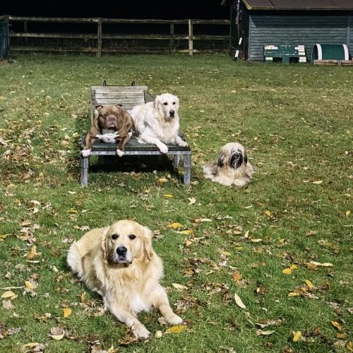 Liggende honden