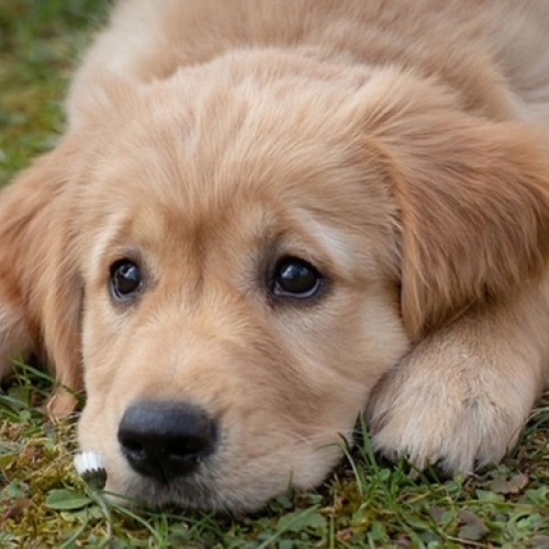 hond
