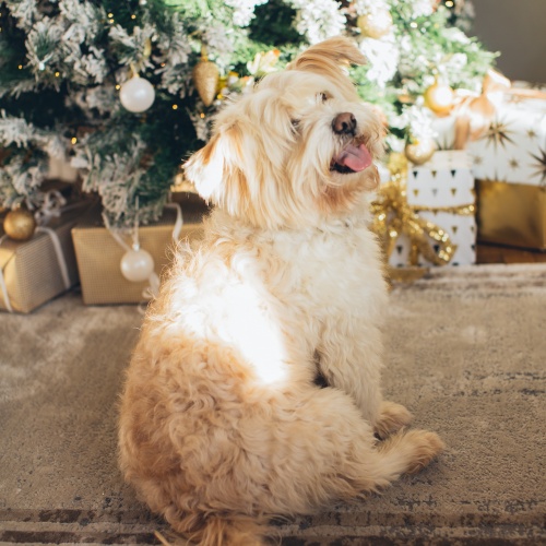 Hond bij kerstboom