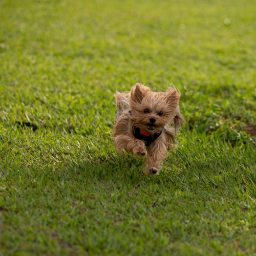 Hond trainen