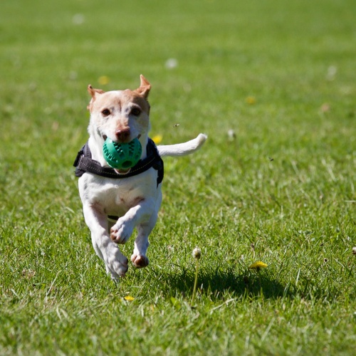 Hond die apport gaat halen