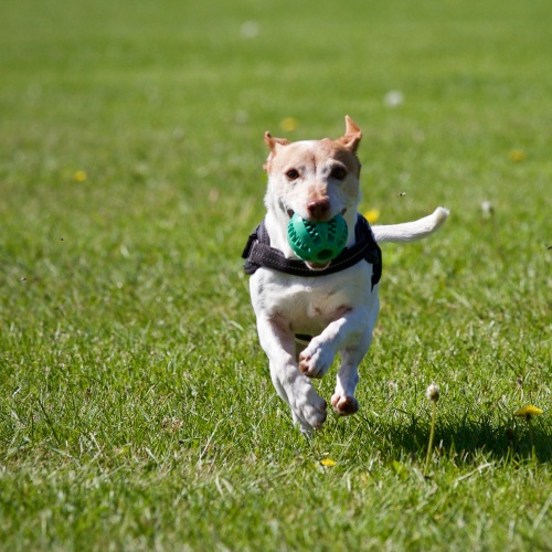 Hond met bal