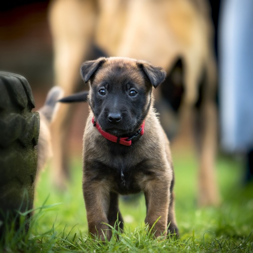 Puppy
