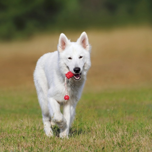 Hond trainen