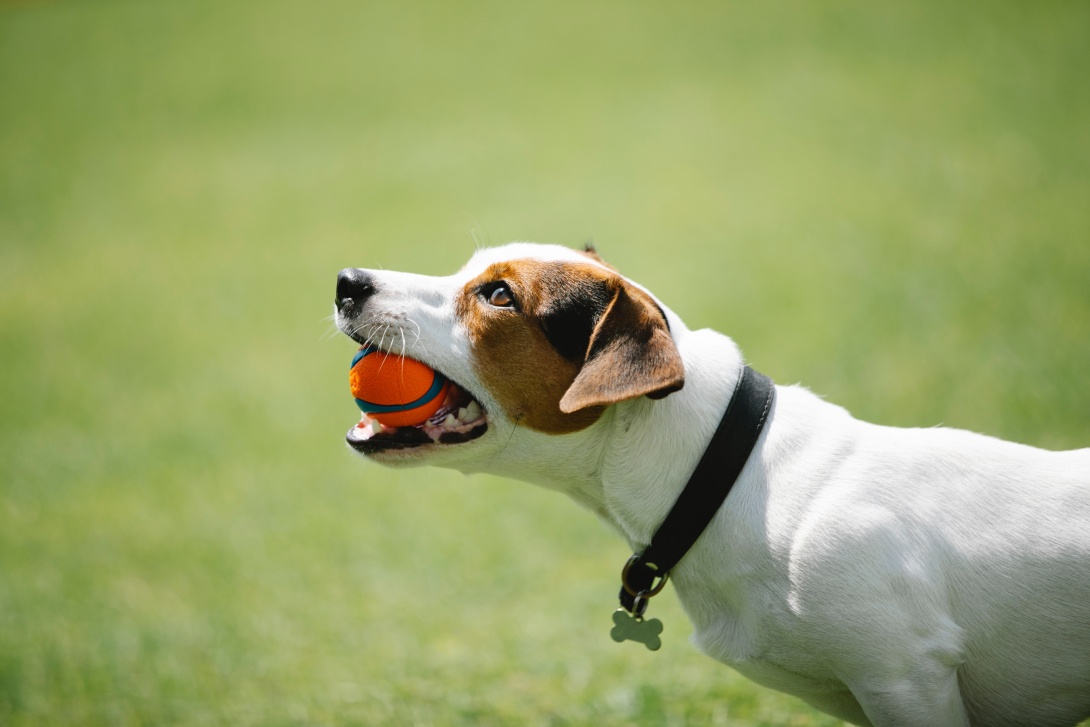 hond met bal in mond